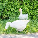 Landleben