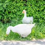 Landleben